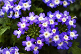 5" pot - Verbena Upright