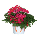 5" pot - Verbena Upright