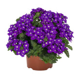 5" pot - Verbena Upright