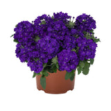 5" pot - Verbena Upright