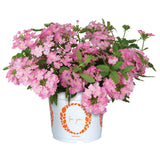 5" pot - Verbena Upright