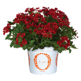 5" pot - Verbena Upright