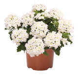 5" pot - Verbena Upright