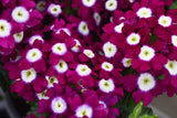 5" pot - Verbena Upright