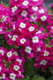 5" pot - Verbena Upright