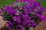 5" pot - Verbena Upright