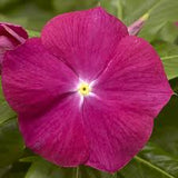 3.5" pot - Vinca
