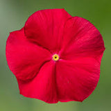 3.5" pot - Vinca