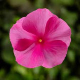 3.5" pot - Vinca