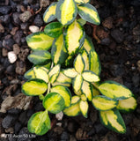 4" pot - Vinca Vine
