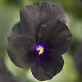 3.5" pot - Viola