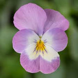 3.5" pot - Viola