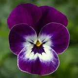 3.5" pot - Viola