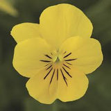 3.5" pot - Viola