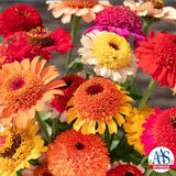3-pack - Zinnia
