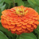 3.5" pot - Zinnia