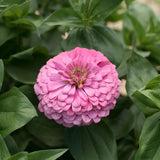 3.5" pot - Zinnia