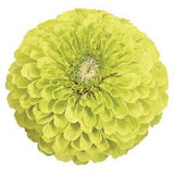 3.5" pot - Zinnia