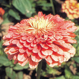 3.5" pot - Zinnia