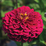 3.5" pot - Zinnia