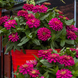 3.5" pot - Zinnia