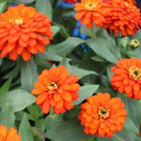 3.5" pot - Zinnia