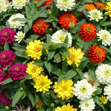 3-pack - Zinnia
