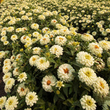 3.5" pot - Zinnia