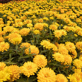 3.5" pot - Zinnia