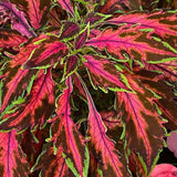 3.5" pot - Coleus