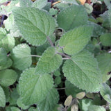 Herb - 4" pot