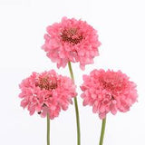 3.5" pot - Scabiosa Scoop
