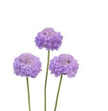 3.5" pot - Scabiosa Scoop