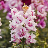 3.5" pot - Snapdragon Twinny Double