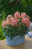 3.5" pot - Snapdragon Twinny Double