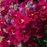 3.5" pot - Snapdragon Twinny Double