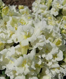 3.5" pot - Snapdragon Twinny Double