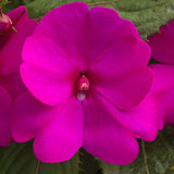 5" pot - Sunpatiens