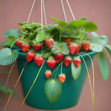 Vertical Farmer - 12" Hanging Baskets