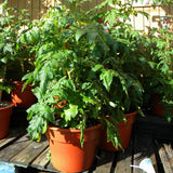 Vertical Farmer - 14" Patio Pot