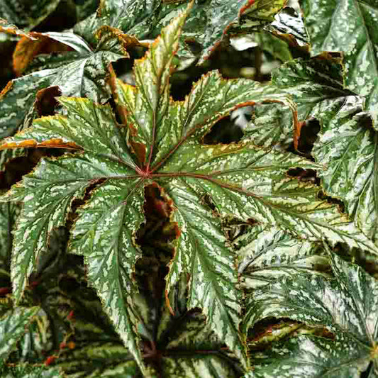6" pot - Begonia, Gryphon
