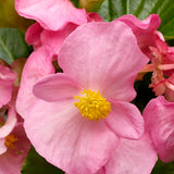 3.5" pot - Begonia, Wax