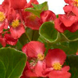 3.5" pot - Begonia, Wax