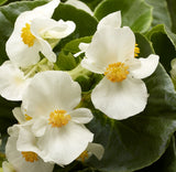 3.5" pot - Begonia, Wax