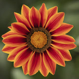 3.5" pot - Gazania