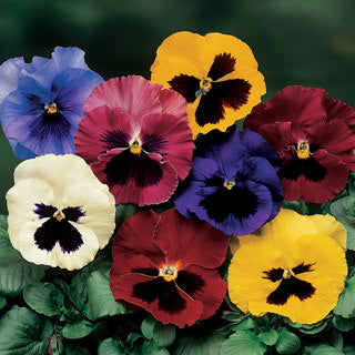 3-pack - Pansy Delta Pro All Colors Mix