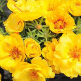 3.5" pot - Moss Rose