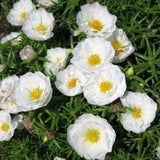 3.5" pot - Moss Rose