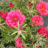 3.5" pot - Moss Rose