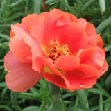 3.5" pot - Moss Rose